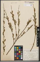 Foto von Salix purpurea L.